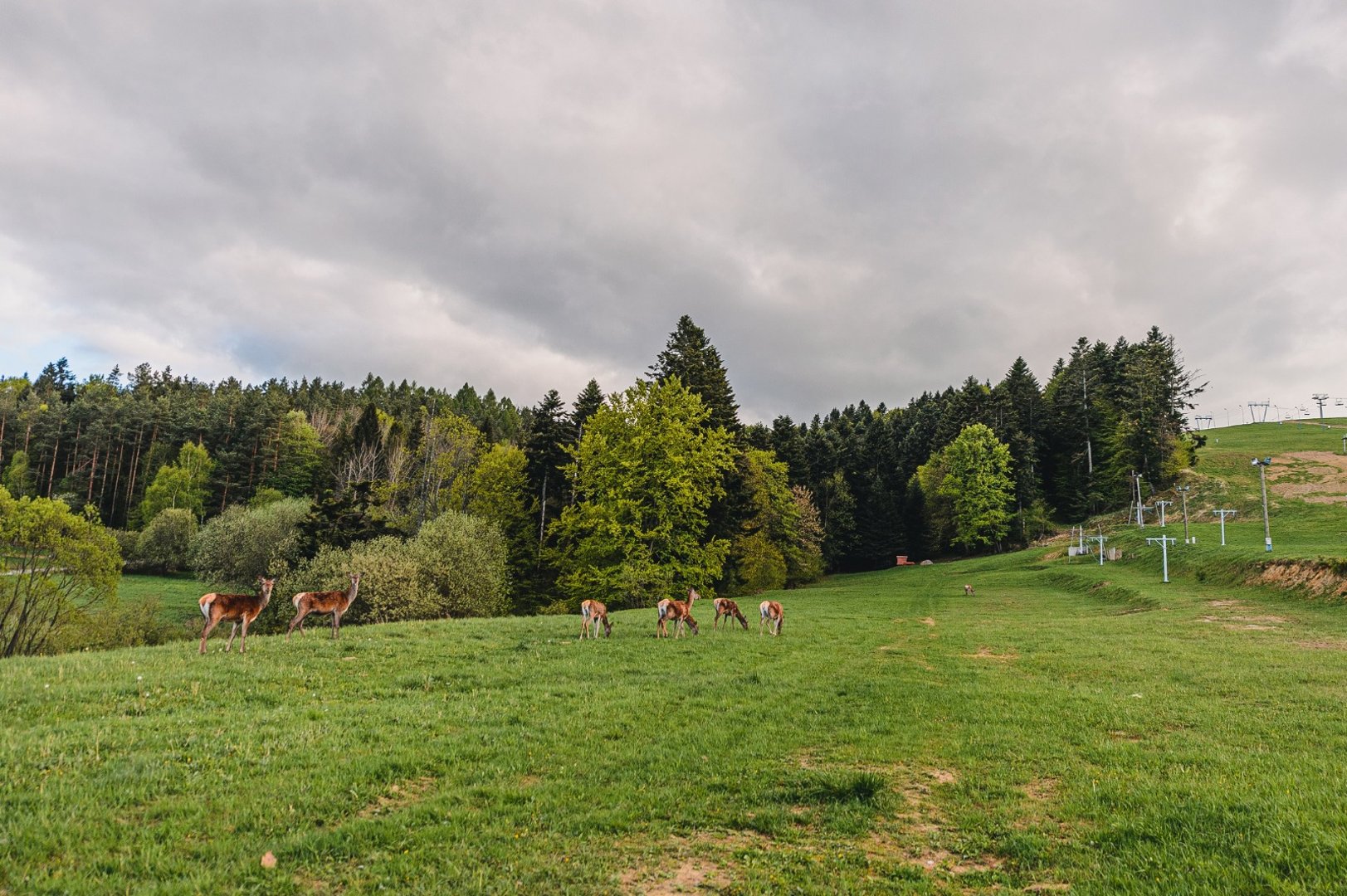 Marcjanna Szczepkowicz-Czepiel - Zdjęcie 17