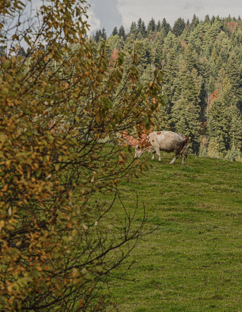 Marcjanna Szczepkowicz-Czepiel - Zdjęcie 20